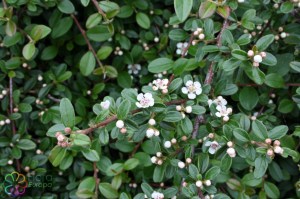 cotoneaster integerrimus (1)